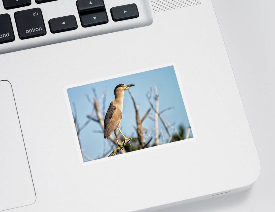 Heron Sticker featuring the photograph Black Capped Night Heron by Bob Decker