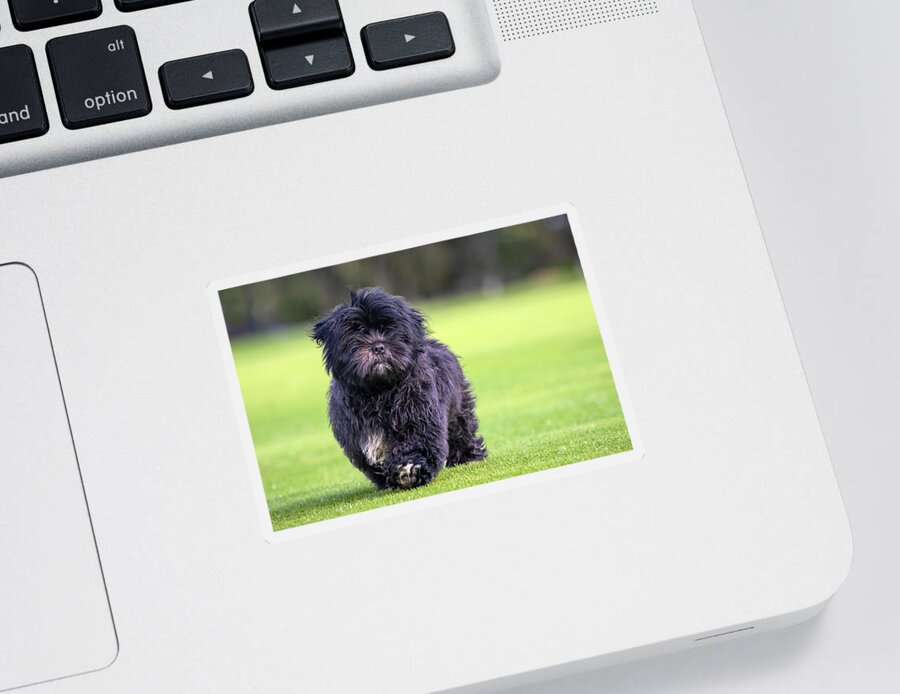 Black Lhasa Apso Puppy Sticker featuring the photograph Black Lhasa Apso Puppy by Diana Andersen