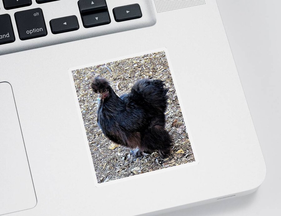 Black Chickens Sticker featuring the photograph Black Silkie Bantam by Linda Stern