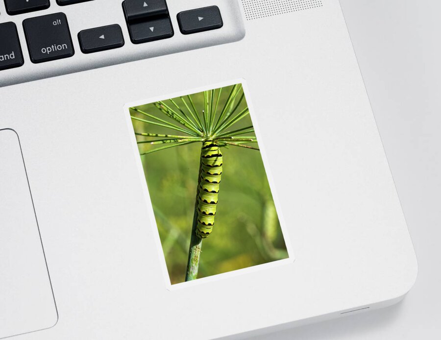  Sticker featuring the photograph Black Swallowtail Caterpillar on Dill Plant by Kathy Clark