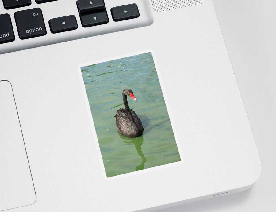  Sticker featuring the photograph Black Swan by Heather E Harman