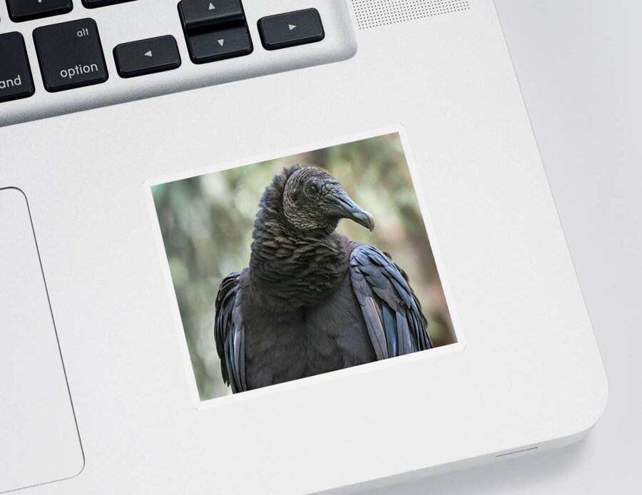 Black Vulture Sticker featuring the photograph Black Vulture a Bird of Carrion by Rebecca Herranen