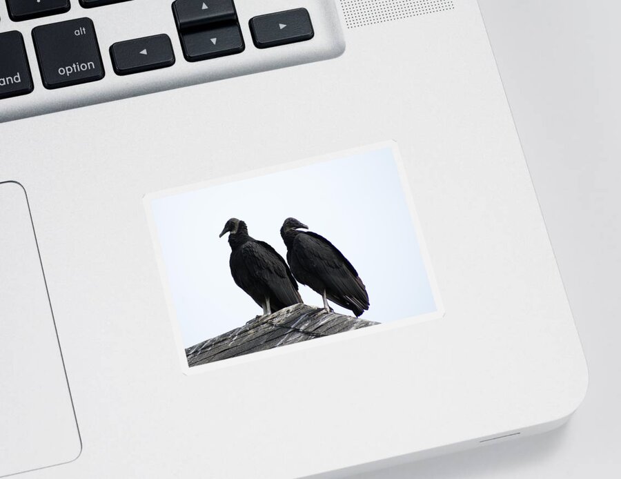 Sticker featuring the photograph Black Vultures by Heather E Harman