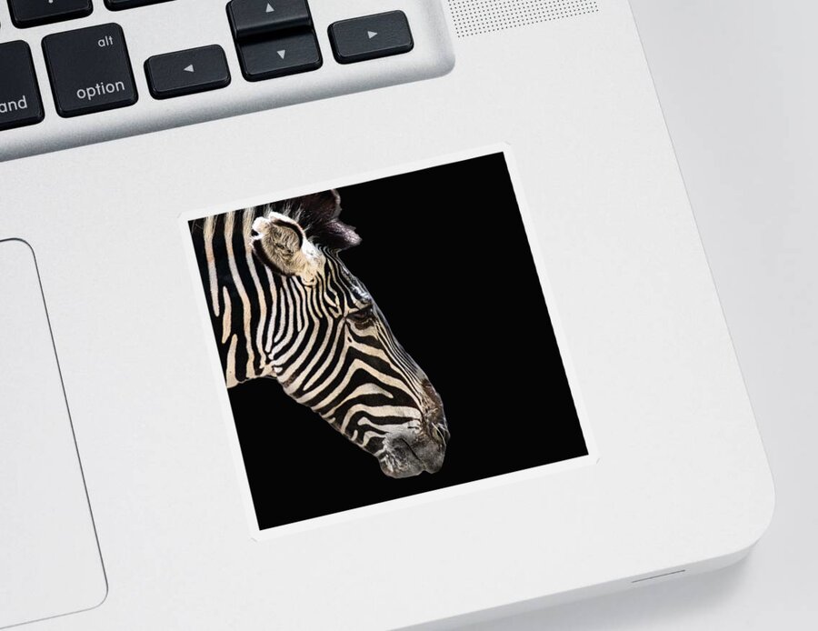 Zebra Sticker featuring the photograph Black With White Stripes by Jim Signorelli