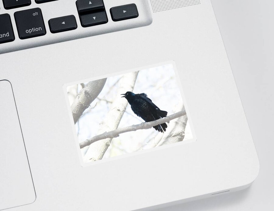 Blackbird Sticker featuring the photograph Blackbird Singing by Jim Signorelli