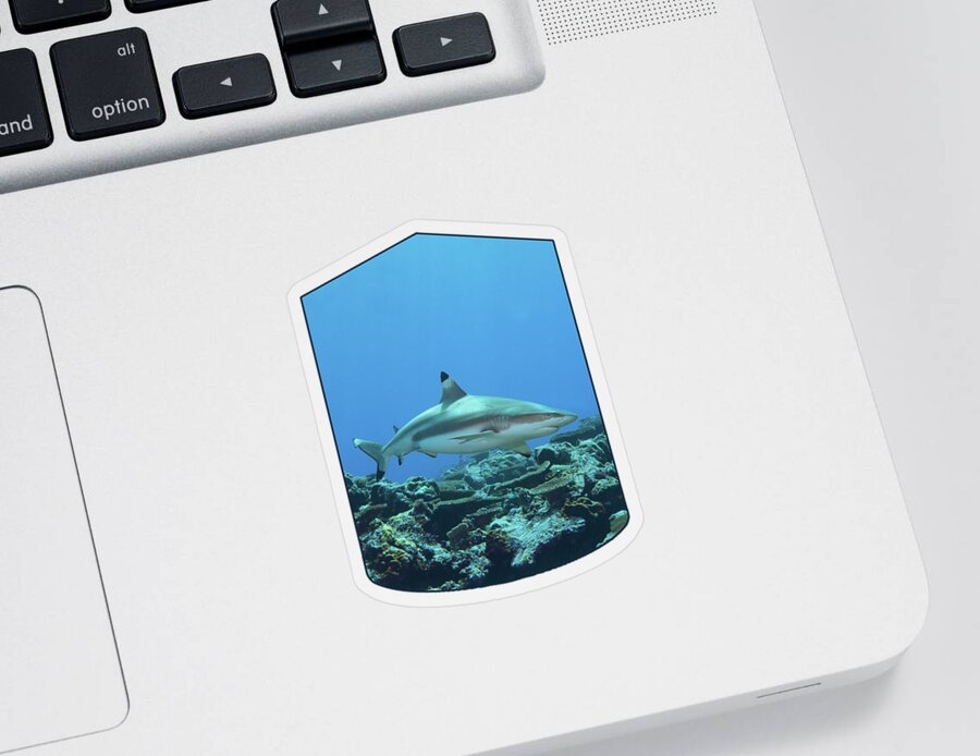 Blacktip Sticker featuring the photograph Blacktip - Reef shark at coral reef of Yap Island - by Ute Niemann