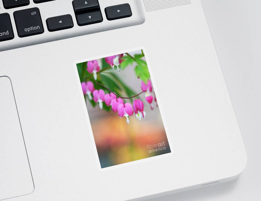 Bleeding Heart Sticker featuring the photograph Bleeding Heart Flowers in Spring by Tim Gainey