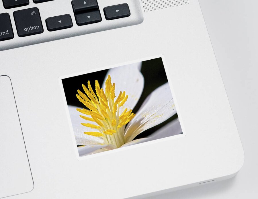 Flowers Sticker featuring the photograph Bloodroot 9 by Steven Ralser