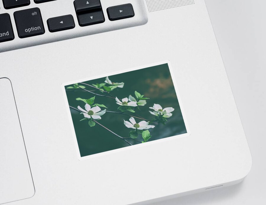 Yosemite National Park Sticker featuring the photograph Blooming Dogwoods by Jonathan Nguyen