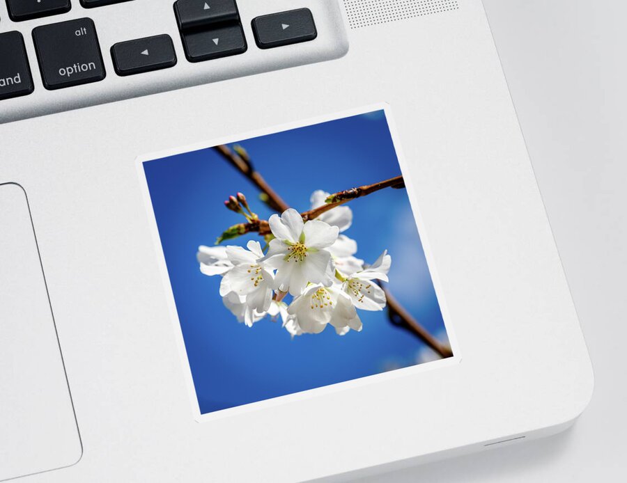 Cherry Sticker featuring the photograph Blossoms by David Beechum