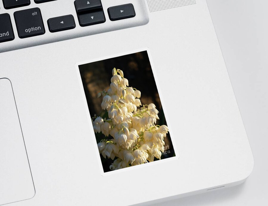 Yucca Palm Sticker featuring the photograph Blossoms of a Yucca Palm in the golden sunlight 1 by Adriana Mueller
