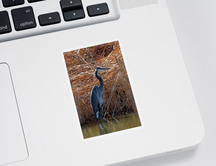 Usa Sticker featuring the photograph Blue And Brown At Bosque by Jennifer Robin