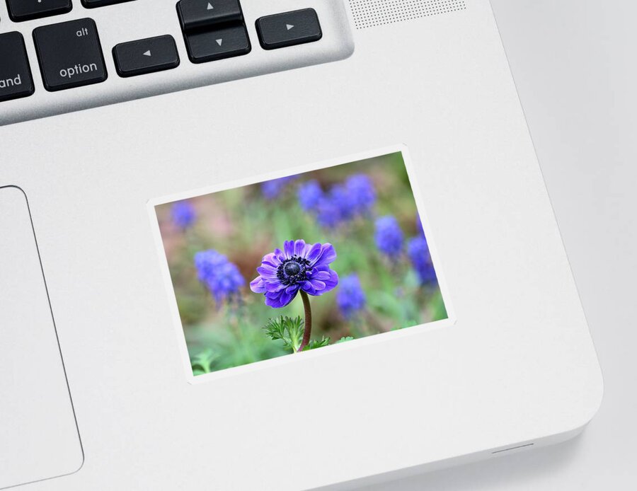 Nature Sticker featuring the photograph Blue Anemone and Muscari by Sheila Brown