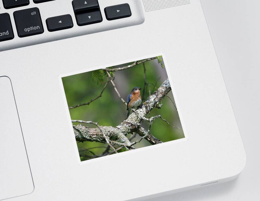 Bird Sticker featuring the photograph Blue Bird 1 by Flinn Hackett