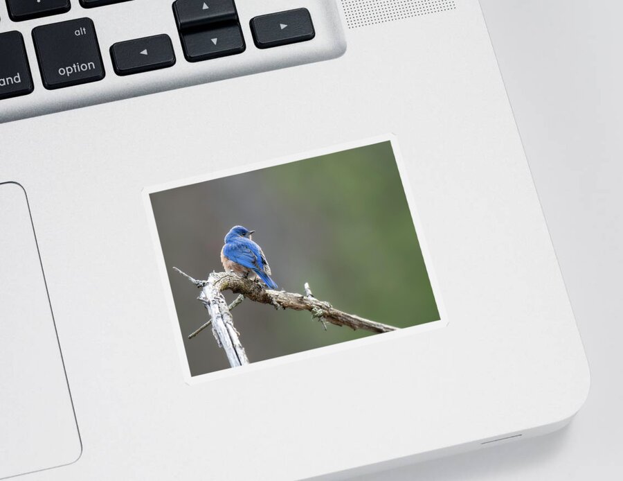 Blue Bird Sticker featuring the photograph Blue Bird by Michael Hubley