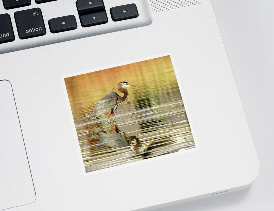 Great Blue Herons Sticker featuring the photograph Blue Heron Fishing by Judi Dressler