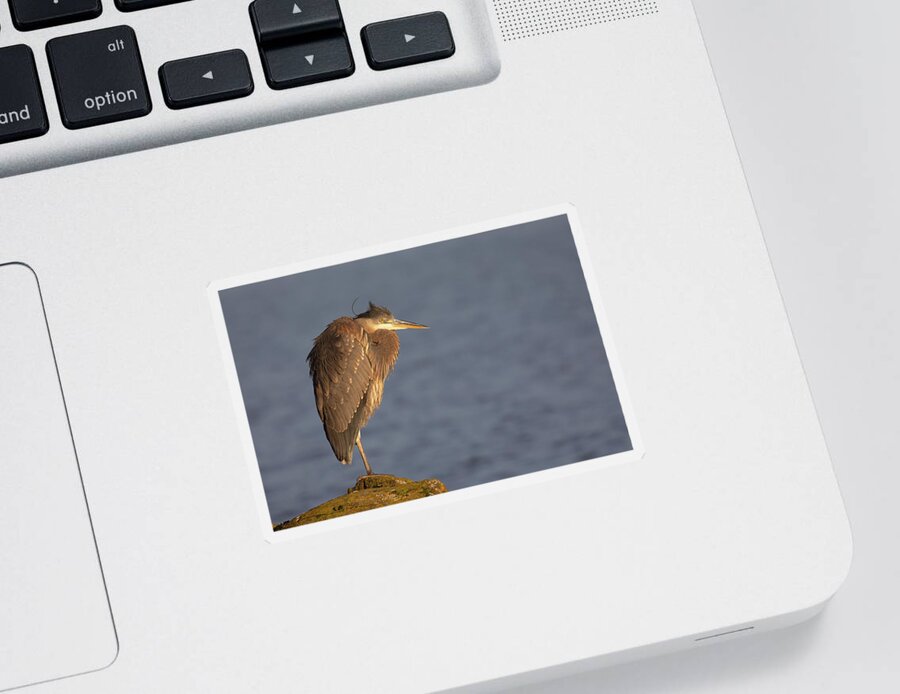 Blue Heron Sticker featuring the photograph Blue Heron Sunset Horizontal by Michael Rauwolf