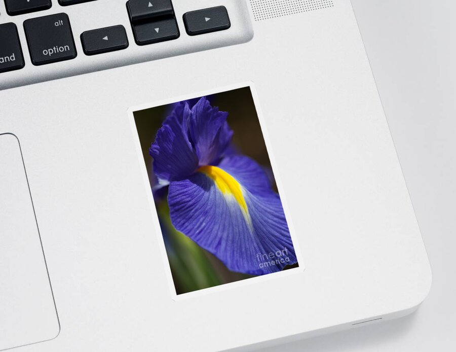 Iridaceae Sticker featuring the photograph Blue Iris with Yellow by Joy Watson