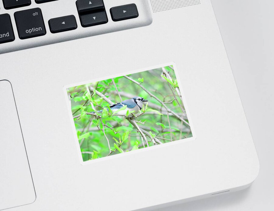 Bird Sticker featuring the photograph Blue Jay on a Branch by Amelia Pearn