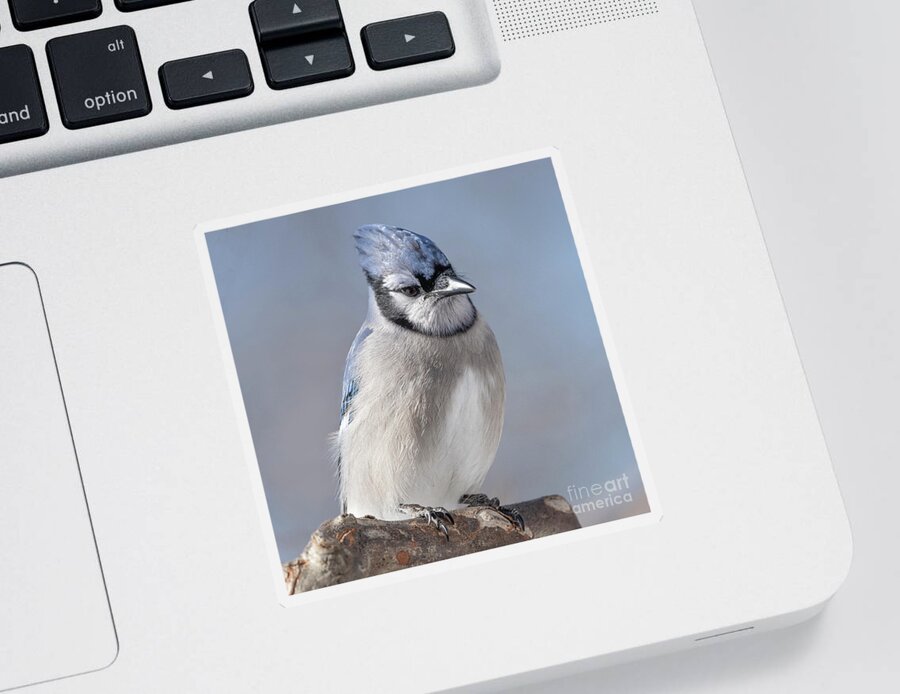  Sticker featuring the photograph Blue Jay Sitting Pretty by Sandra Rust