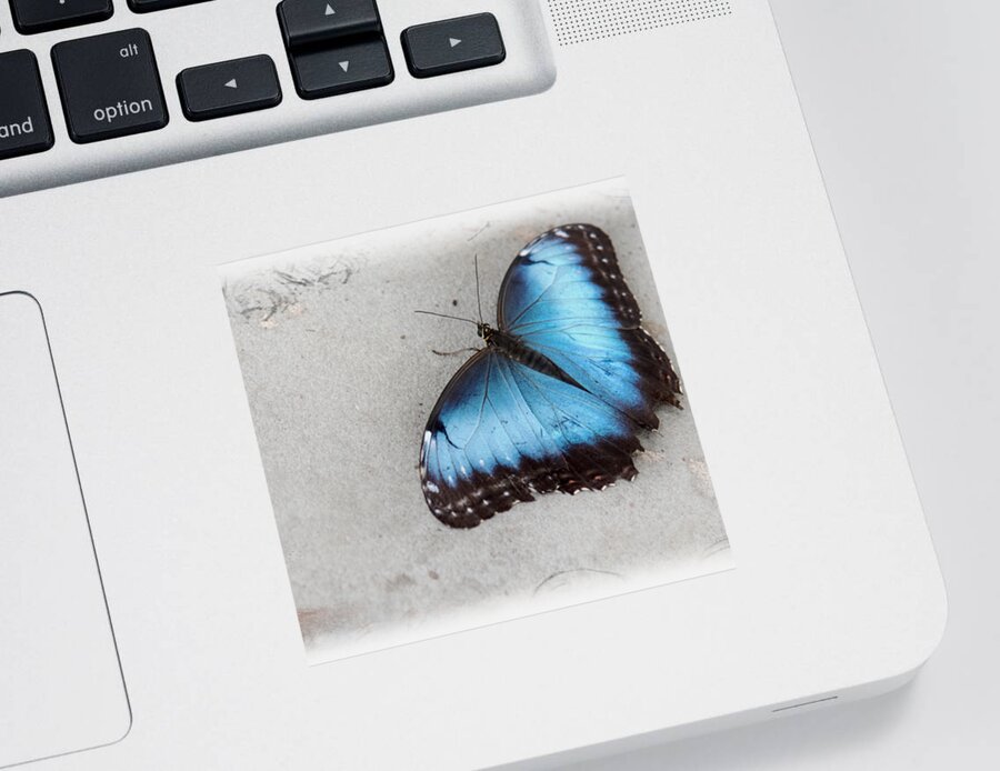 Blue Sticker featuring the photograph Blue Morpho Butterfly by Anita Faye