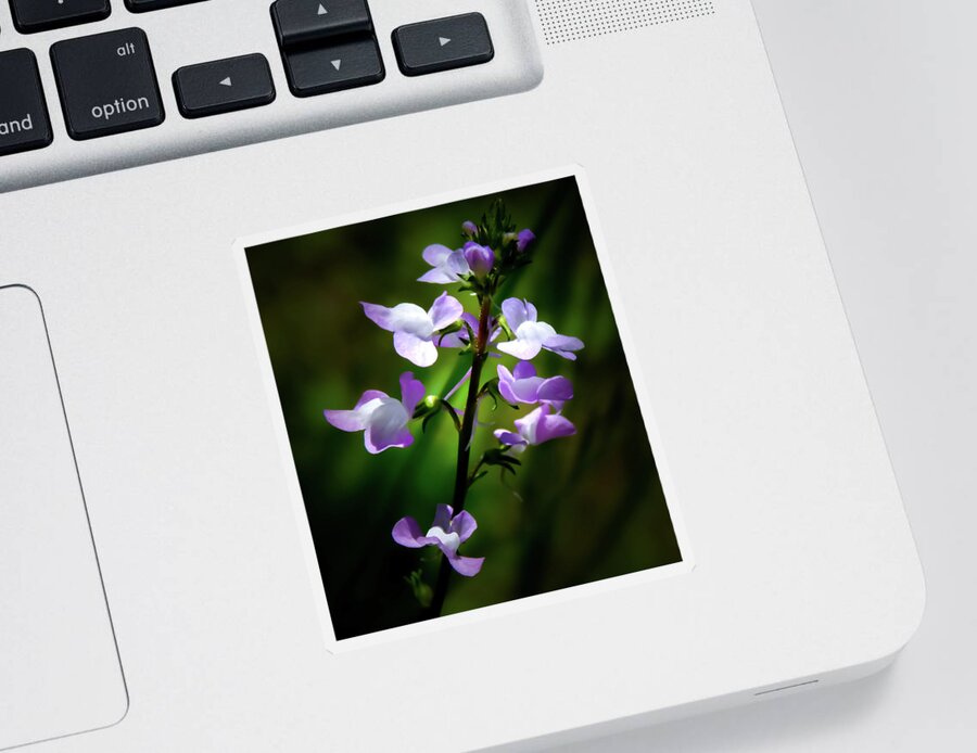 Nuttallanthus Canadensis Sticker featuring the photograph Blue Toadflax by Gena Herro