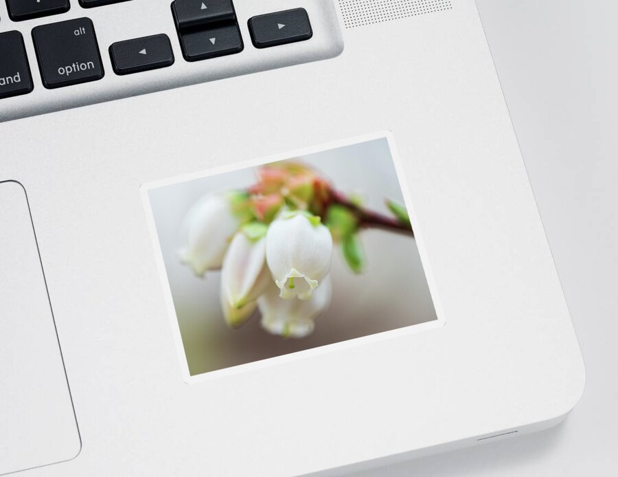 Flower Sticker featuring the photograph Blueberry Blossoms by Kristia Adams