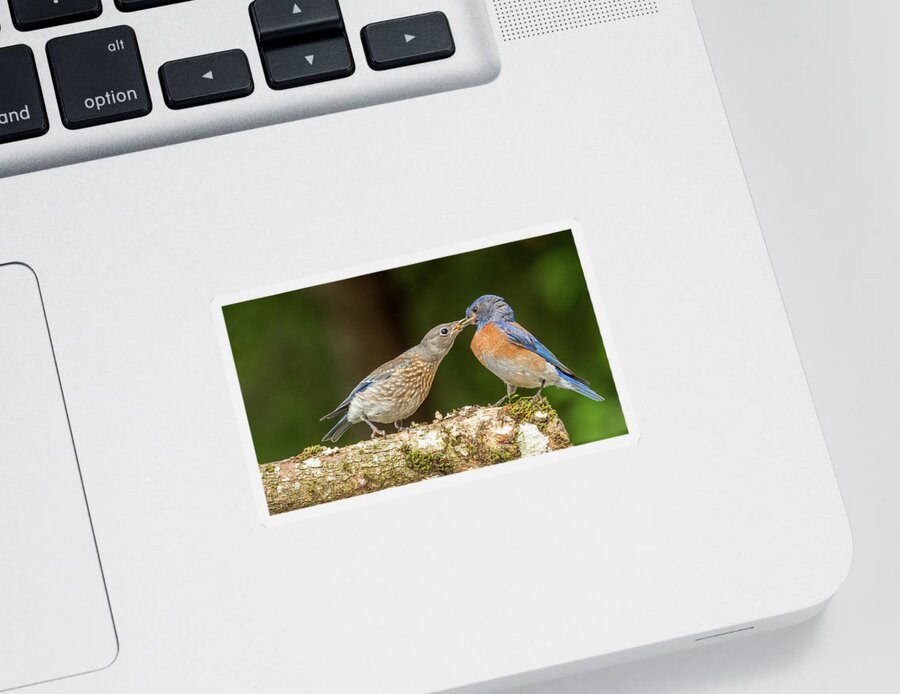 Bluebird Being Fed Sticker featuring the photograph Bluebird Being Fed by Jean Noren