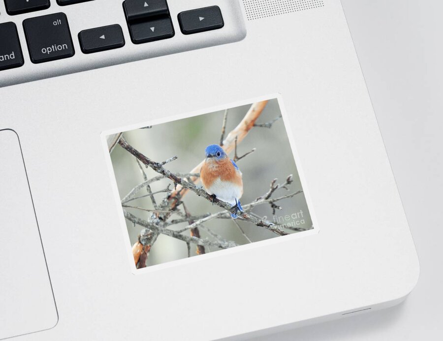 Bird Sticker featuring the photograph Bluebird Perched Photograph by Eunice Miller