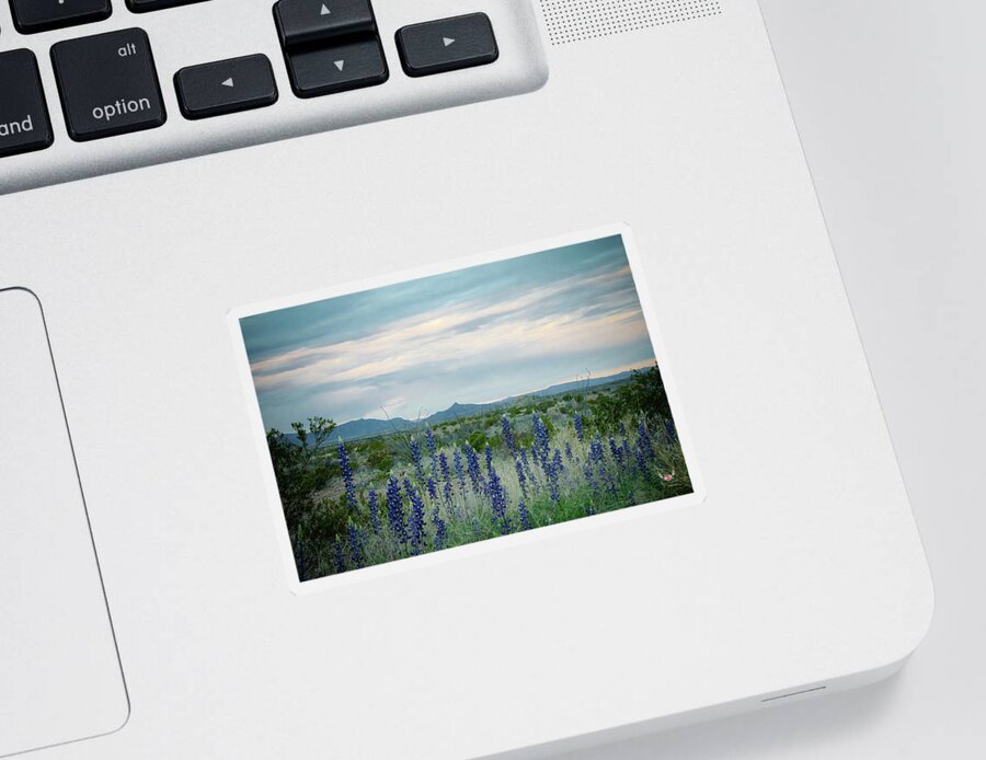 Bluebonnets Sticker featuring the photograph Bluebonnets Reaching for the Sky by Pam Rendall