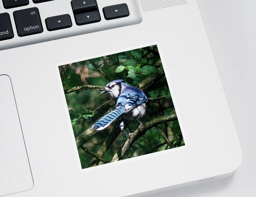 Bird Sticker featuring the photograph Bluejay by David Beechum