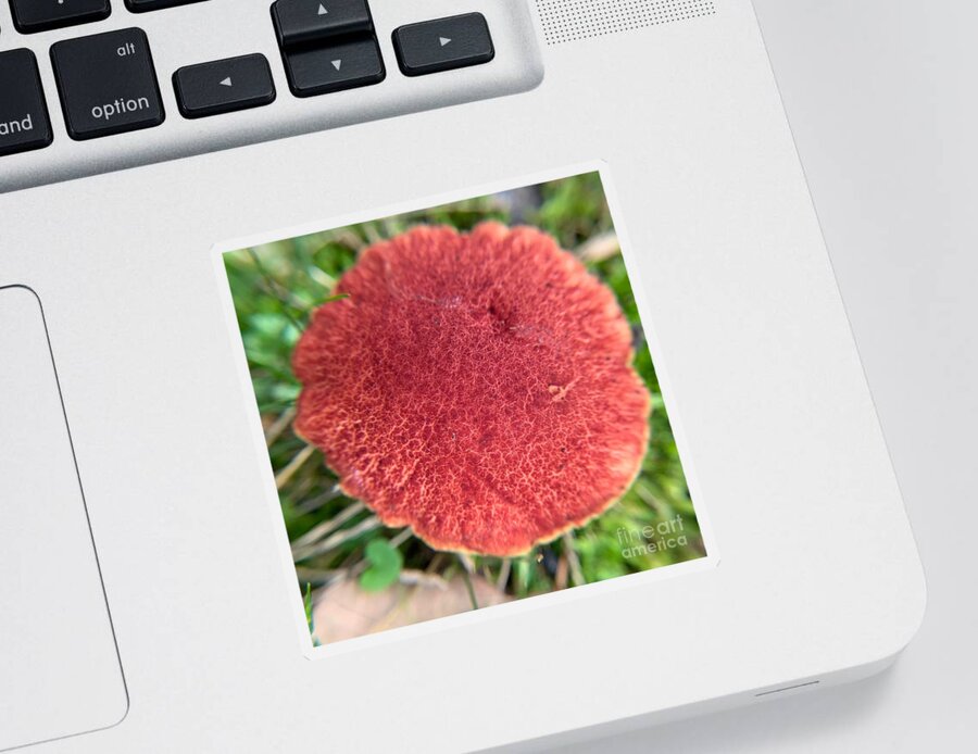 Plant Sticker featuring the photograph Boletus Paluster by Catherine Wilson