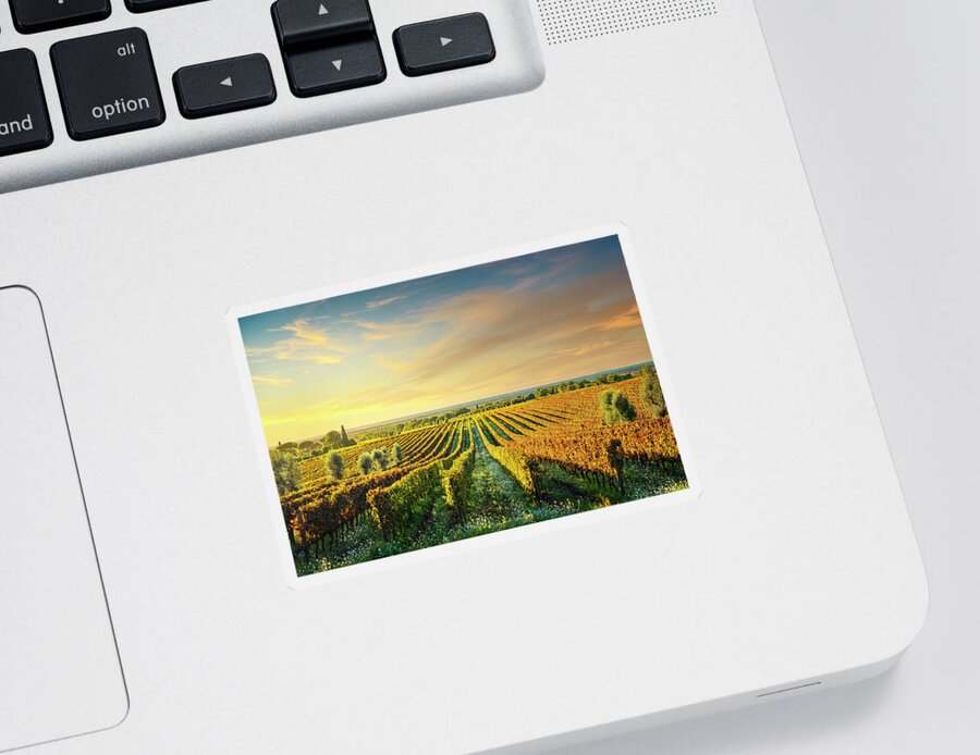 Bolgheri Sticker featuring the photograph Bolgheri vineyard at sunset. Tuscany by Stefano Orazzini