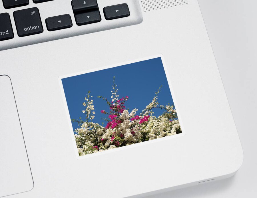 Scarlet Sticker featuring the photograph Bougainvillea Mix by Michaela Perryman