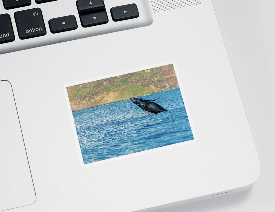 Kauai Sticker featuring the photograph Breaching Humpback Whale. by Doug Davidson