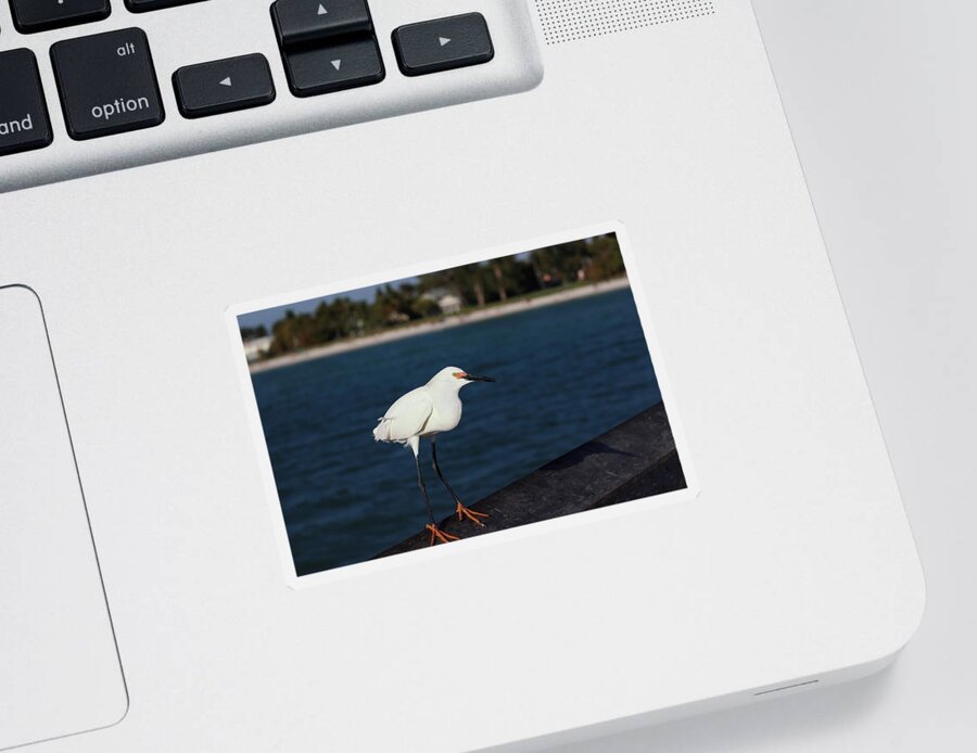 Snowy Egret Sticker featuring the photograph Breeding Snowy Egret by Mingming Jiang