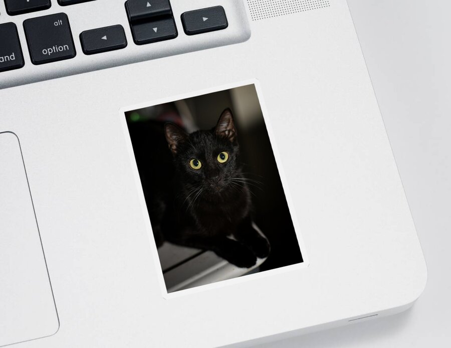 Cat Sticker featuring the photograph Bright Eyes by DArcy Evans