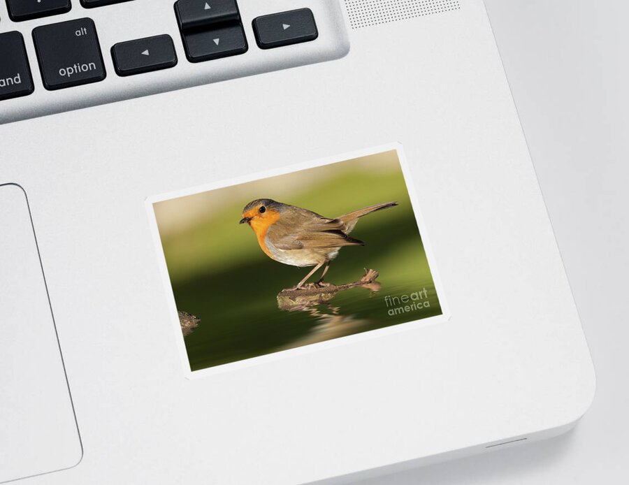 Bird Sticker featuring the photograph British robin redbreast close up on water by Simon Bratt