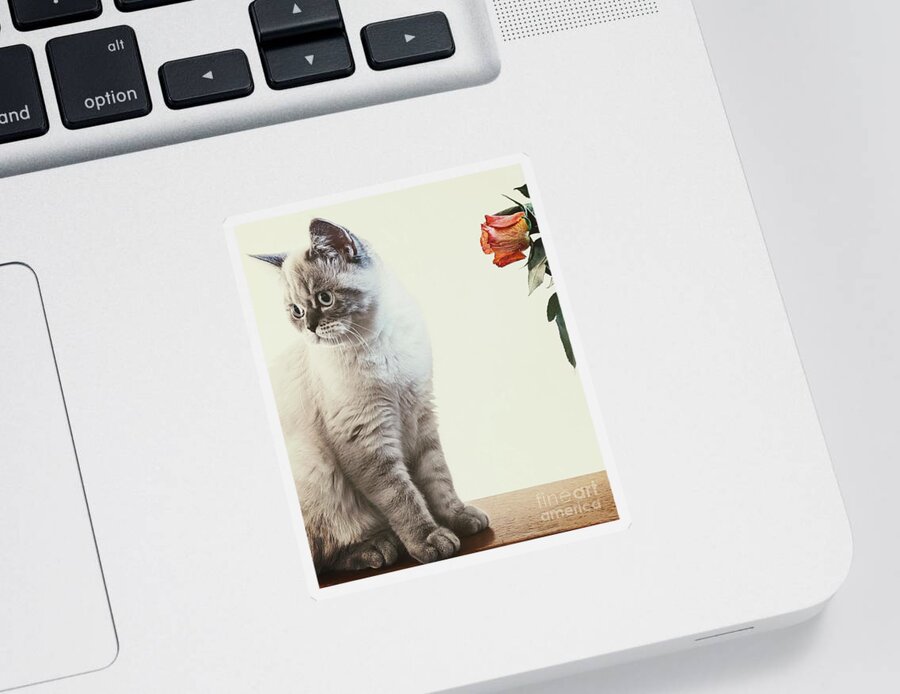 Cat Sticker featuring the photograph British Shorthair Cat 1 by Claudia Zahnd-Prezioso
