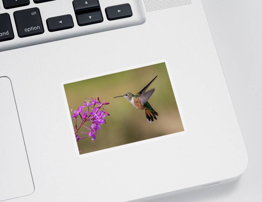 Hummingbird Sticker featuring the photograph Broad-tailed Hummingbird and Fireweed by Tony Hake