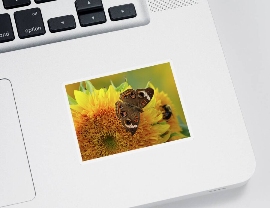 Butterfly Sticker featuring the photograph Broken Wing by Grant Twiss