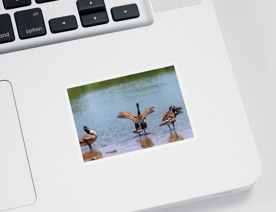 Wildlife Sticker featuring the photograph Brooklyn Park Geese by Auden Johnson