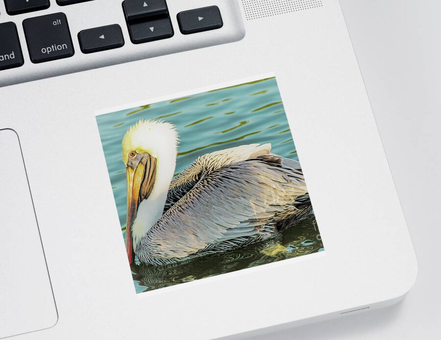 Pelican Sticker featuring the photograph Brown Pelican has Eyes on You by Joanne Carey