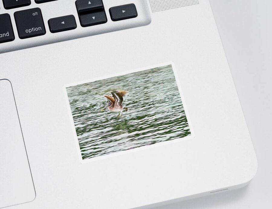 Pelican Sticker featuring the photograph Brown Pelican Winging Off The Water by Her Arts Desire
