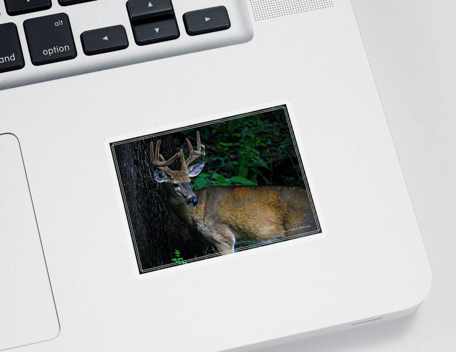 Buck Sticker featuring the photograph Buck Encounter by Mary Walchuck