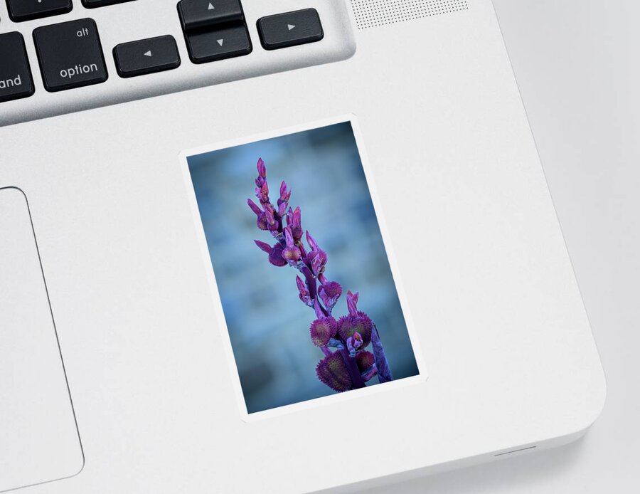 Flowers Sticker featuring the photograph Budding Canna Lilies - purple by Frank Mari