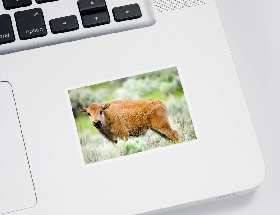 Baby Animals Sticker featuring the photograph Buffalo Calf by Crystal Wightman
