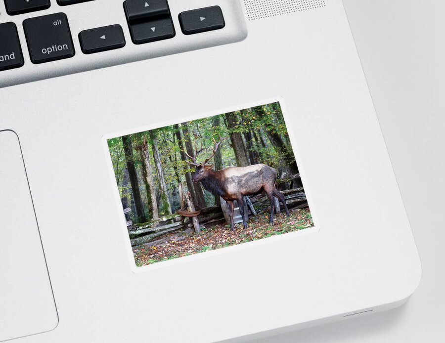 Elk Sticker featuring the photograph Bull Elk on the Farm - Smoky Mountains by Susan Rissi Tregoning