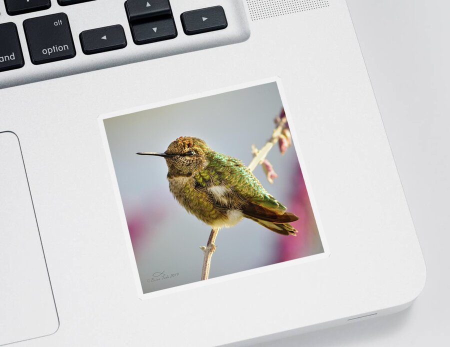 Anna's Sticker featuring the photograph Busy Hummingbird Takes a Rest by Brian Tada