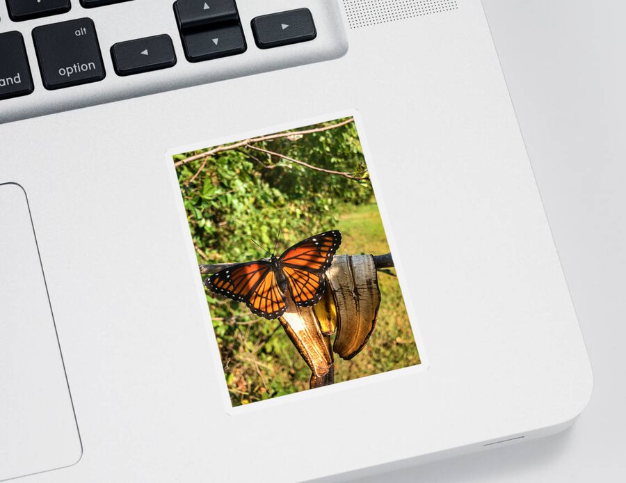 Butterfly Sticker featuring the photograph Butterfly on Banana Peel by Michael Dean Shelton